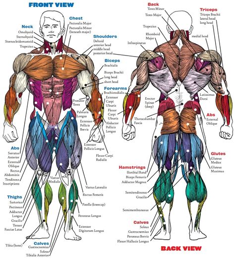 muscle illustration|full body muscle diagram.